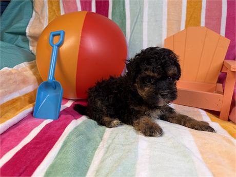 Poodle- London’s # 1 (M)