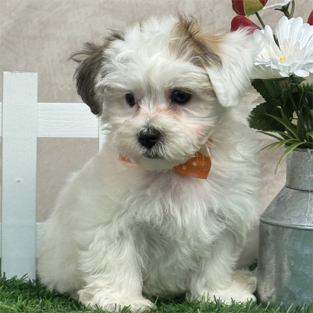 Gold and white parti Male Yochon-small parents
