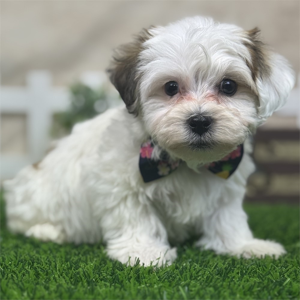Gold and white parti Male Yochon-small parents