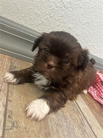 Shih Tzu male (Bowen)