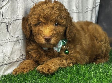 Dark Red Female Goldendoodle F1B Parents 29#