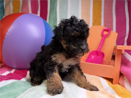 Poodle- London’s # 2 (F)