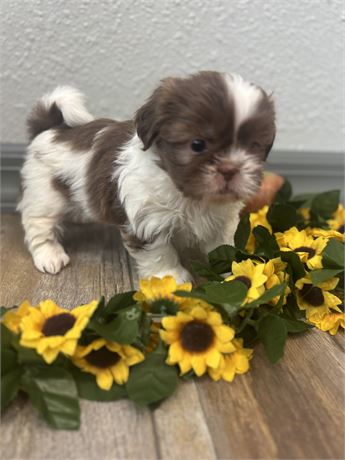 Shih Tzu girl (Betsy)