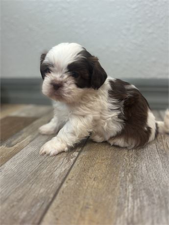 Shih Tzu male (Brisco)