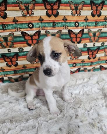 Cpr  male Chiweenie