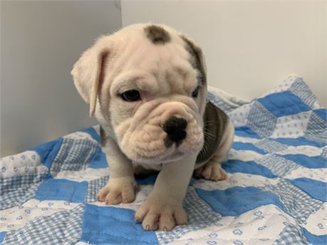 Victorian bulldog. Male #1