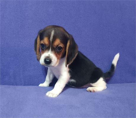 Awesome black white and tan male beagle