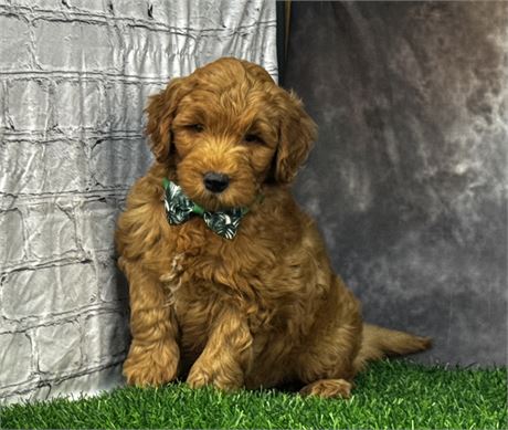 Dark Red Male Goldendoodle F1B Parents 29#
