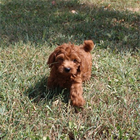 ICA Cavapoo 966