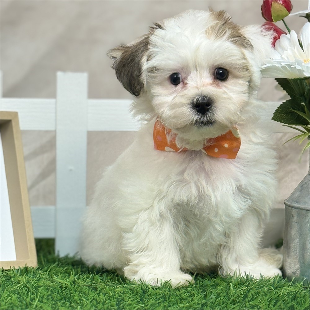 Gold and white parti Male Yochon-small parents