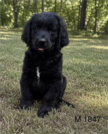 Male Golden Mountain Dog