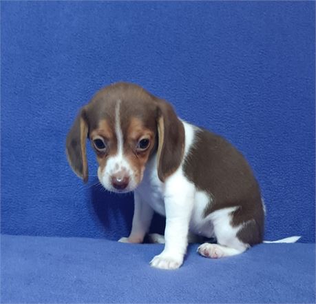 Awesome chocolate white and tan female beagle