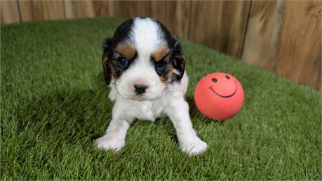 Tri Female Cavalier