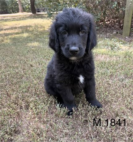 Male Golden Mountain Dog