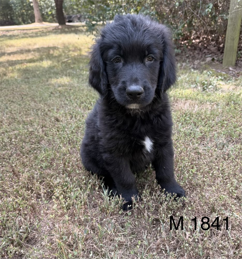 Male Golden Mountain Dog
