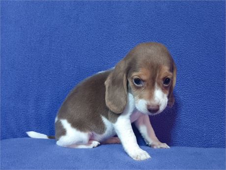 Awesome chocolate white and tan male beagle