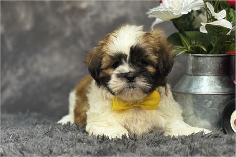 Beautiful Male Shih Tzu