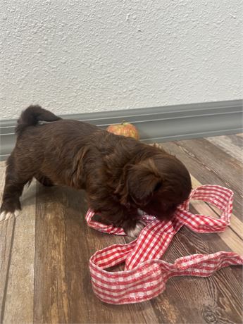 Shih Tzu male (Bowen)