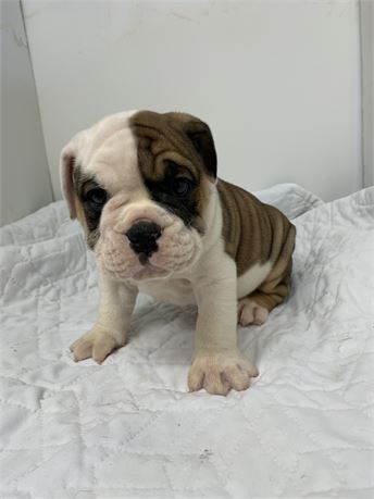 Victorian bulldog. Male #2