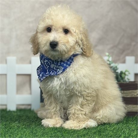 Gorgeous Mini F1BB Golden Doodle- very playful, LOTS of hair