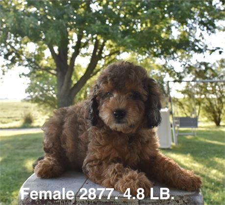 ACA - Mini Poodle #2877