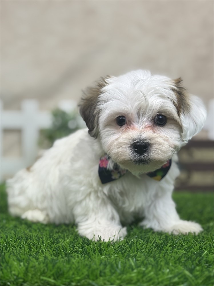 Gold and white parti Male Yochon-small parents