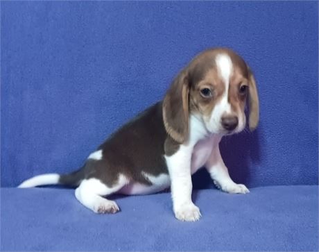 Awesome chocolate white and tan male beagle