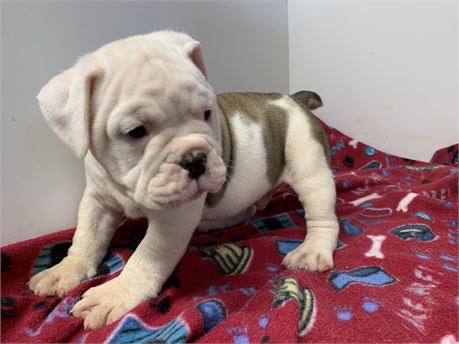 Victorian bulldog. Male #3