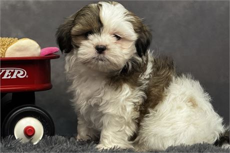 Adorable Female Shih Tzu