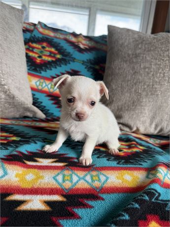 Tiny Boy