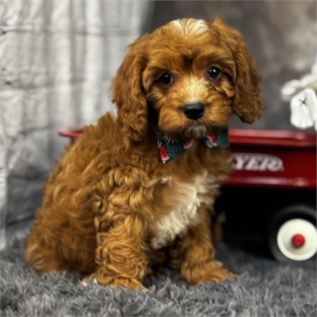 Dark Red Male Cavapoo-beautiful!