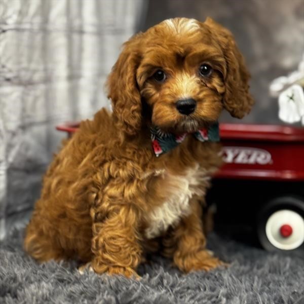 Dark Red Male Cavapoo-beautiful!