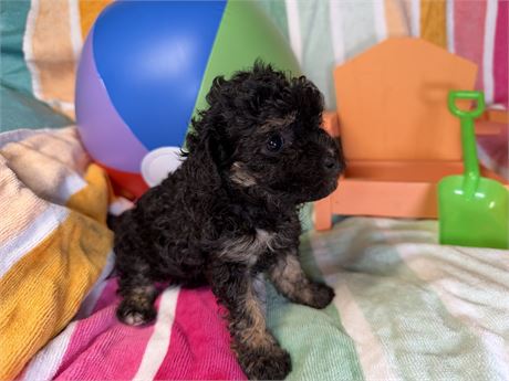 Poodle- London’s # 3 (F)