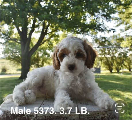 3rd Generation Cavapoo #5373