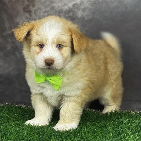 Male Apricot and White Pomkiepoo