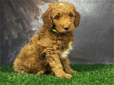 Dark Red Male Goldendoodle F1B Parents 29#