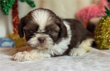 AKC Lenny