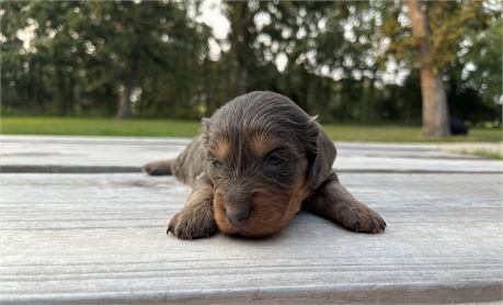 Beautiful Blue & Tan female