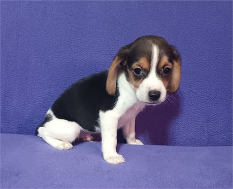 Awesome black white and tan male beagle