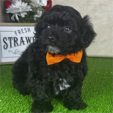 Male Yorkie-Poo