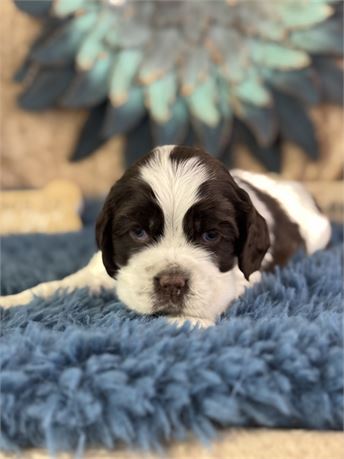 Chocolate & White Cocker - Jagger