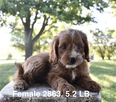 F1B Cavapoo # 2863