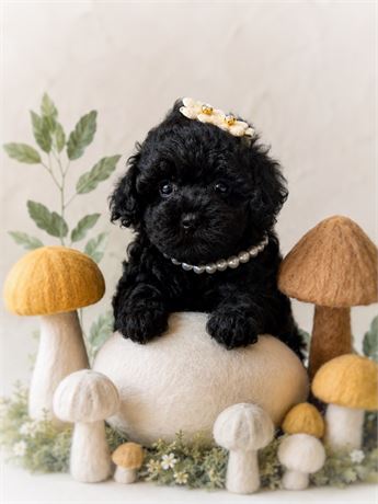 Shipoo, Girl, Zoey