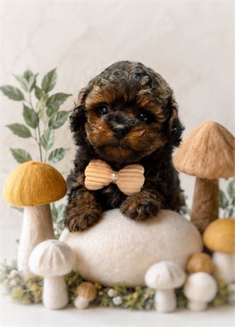 Shipoo, Boy, Dexter