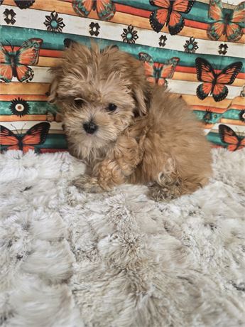 CPR Female Morkie