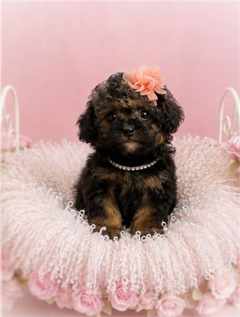 Poodle, Girl, Frenchi