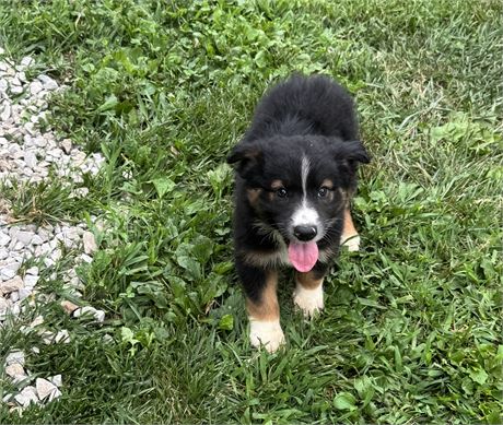 Playful Tri Male
