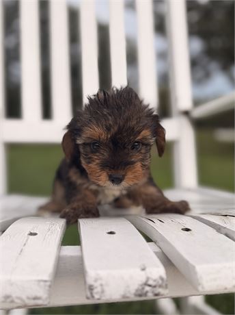 Female Yorkie