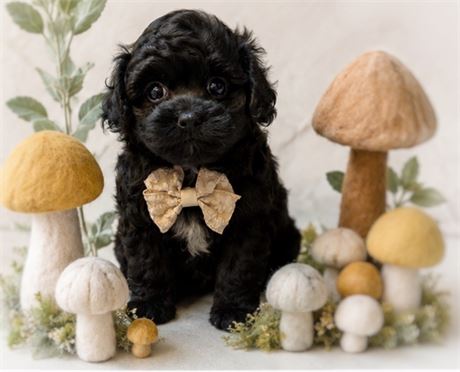 Shipoo, Boy, Louie