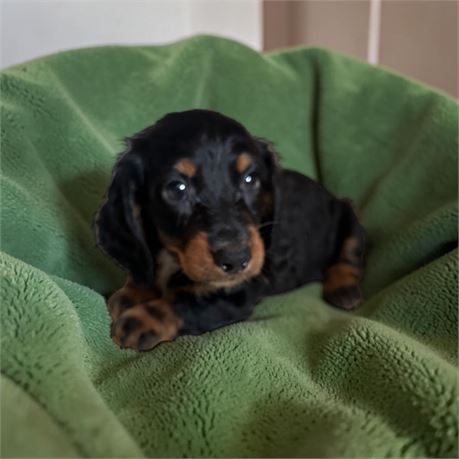 Black and tan male